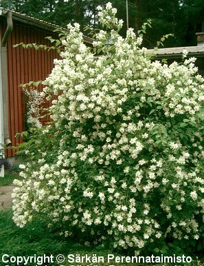 Philadelphus lewisii 'Waterton'